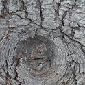 Cedrus libani ecorce 2